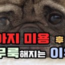 강아지 미용 이미지