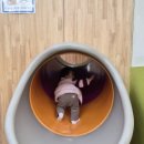 우성자연어린이집 | 잉글리시에그 33개월 시작과 동탄호수센터 수업후기