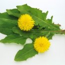 엔비의원 이미지