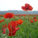 플로리아 이미지