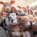 황금돼지농장 이미지