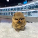 플레이독 남양주점 이미지