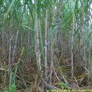 복중농장 이미지