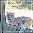 판다돈까스 | 에버랜드 주말 4살 6살 아이랑 오픈런 후기 꿀팁 준비물 사파리 로스트밸리 판다월드 스마트줄서기