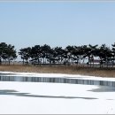 소나무풍경 이미지