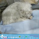 수지동물의료원 네이버블로그