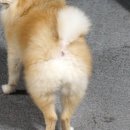 알팀도그