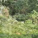 고라니김밥 이미지