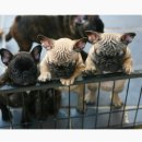 ZANYCAMP(재니캠프) 이미지