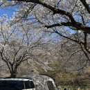 밀양대로 | [대구 근교 캠핑] 밀양 벚꽃 캠핑 성공 ‘패밀리 오토 캠핑장’ 명당 22번 사이트 후기, 추천