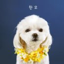 반려동물 사진전문 &#34;코랜펫스튜디오&#34; 한모 컨셉과 증명사진 찍구왔어요