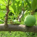 개골농장 이미지