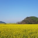 운남성 뤄핑 유채꽃 밭 이미지