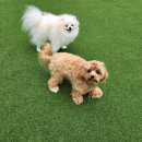 라인하트 애견호텔 유치원 네이버블로그