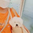 몽스파 연제점 | 비숑프리제 임똠똠의 귀염뽀짝 일상