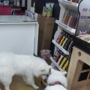 호야펫 Daum카페