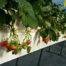 태자농장 이미지