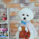 띵원 이미지
