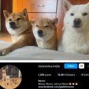 베트남에서 반려동물 사업!!! 이미지