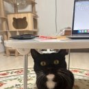 석촌호수동물병원 이미지