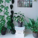 식물로부터 이미지