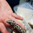 렙타일코리아 이미지