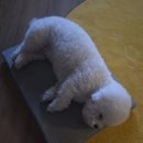 펫하임 강아지 고양이 | 푸르고 펫매트 후기｜강아지 고양이 척추·관절 보호 효과