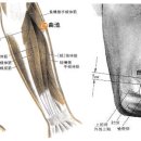 곡지혈LI11 곡지(曲池 2개 혈) : 手陽明大腸脈氣之所入爲合土穴. 十三鬼穴中鬼腿穴 이미지