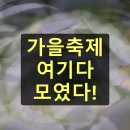[학습카페]5060외롭지않을쿠킹 | 가을 축제 일정 총정리