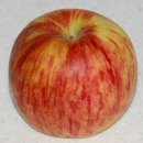 아오리(쓰가루)사과,일명 풋사과의 진실(?) 이미지