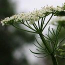 커민 (馬芹, cumin) 이미지