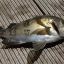 상어지 수변공원 이미지