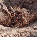 두루봉농원2 이미지