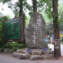 [대전] 장태산 자연휴양림 메타세콰이어 숲길 이미지