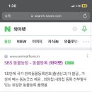 와이펫 이미지