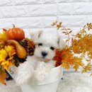 양평특수견 이미지