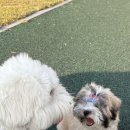 스니프 아틀라스 이미지