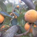 중인농장 이미지