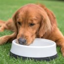 24시 더케어 동물의료센터 이미지