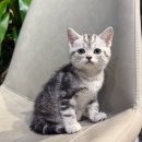 (주)하동환경중기 | 하동아메리칸숏헤어분양| 유전병 걱정 없는 품종묘! 아메숏에 대해 알아보기!