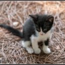 펫아미 강아지분양 고양이분양 동탄점 이미지