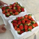 광석농장 이미지