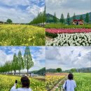 1단지와 11단지 사잇길(내점길) | <창녕 남지 유채꽃 단지> 나들이·피크닉 후기 / 낙동강 유채꽃 축제