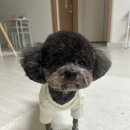 플로라펫 살롱 이미지