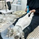 고양이미용실 나른하냥 이미지