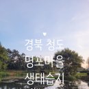 (임당2리)명포습지 | 경북청도 가볼만한곳 명포마을 생태습지 조용하고 운치있는곳