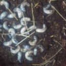 채연농장 이미지