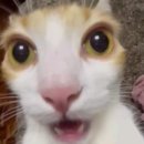 아방