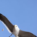 방아머리선착장 이미지