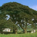 운림산방 소치기념관 1~2 이미지